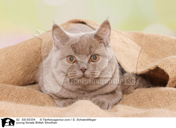 junge Britisch Kurzhaar Ktzin / young female British Shorthair / SS-55354