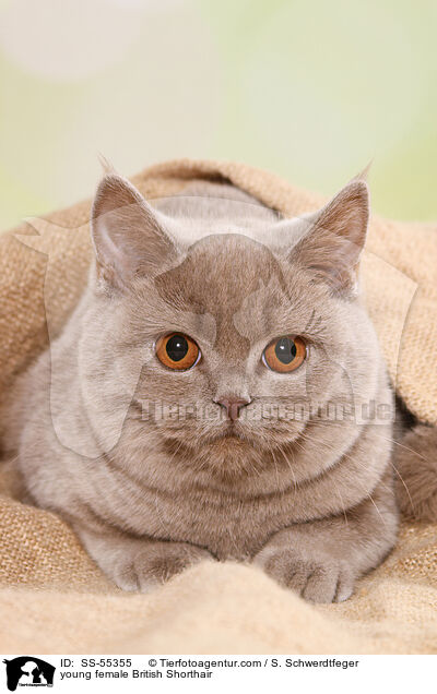 junge Britisch Kurzhaar Ktzin / young female British Shorthair / SS-55355