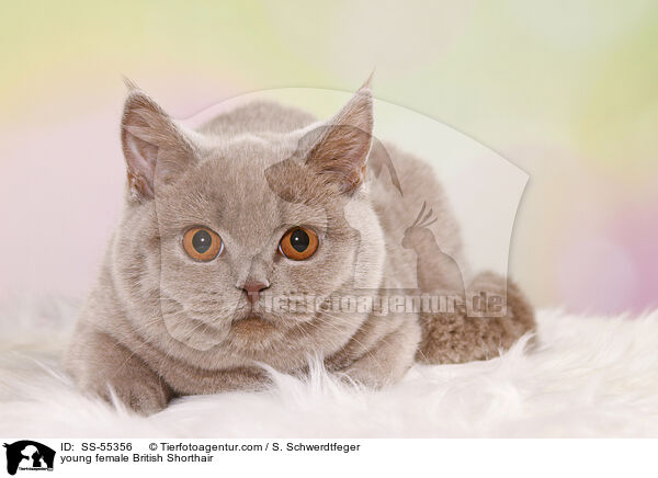 junge Britisch Kurzhaar Ktzin / young female British Shorthair / SS-55356