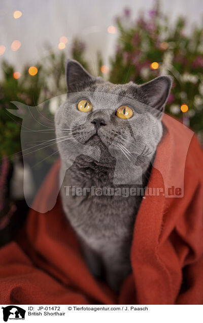 Britisch Kurzhaar / British Shorthair / JP-01472