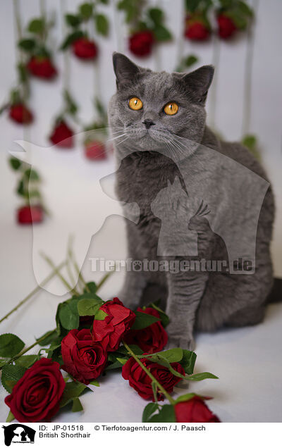 Britisch Kurzhaar / British Shorthair / JP-01518