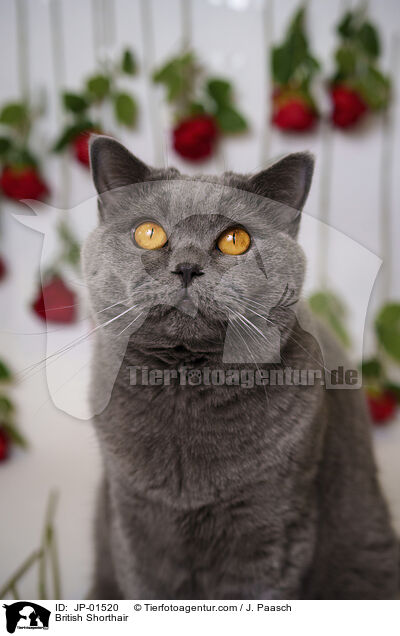 Britisch Kurzhaar / British Shorthair / JP-01520