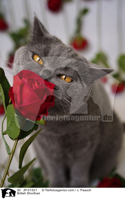 Britisch Kurzhaar / British Shorthair / JP-01521