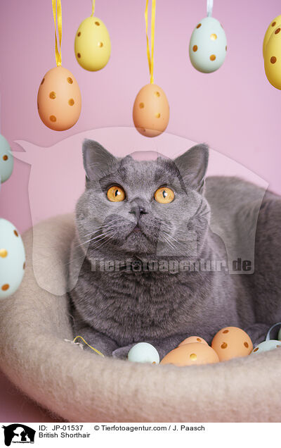 Britisch Kurzhaar / British Shorthair / JP-01537