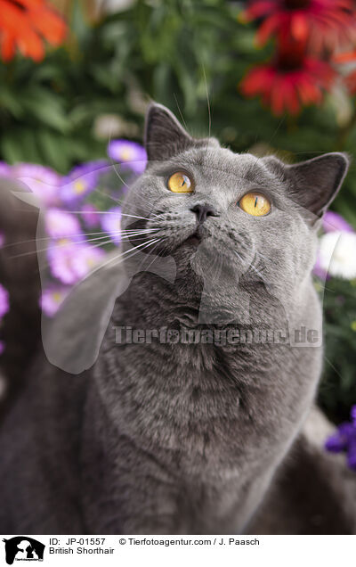 Britisch Kurzhaar / British Shorthair / JP-01557