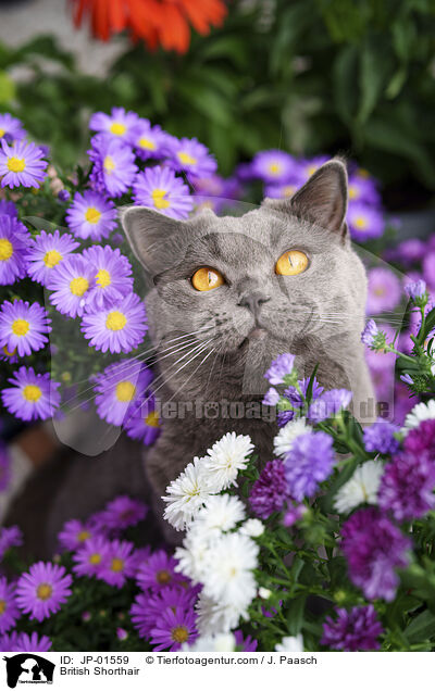 Britisch Kurzhaar / British Shorthair / JP-01559