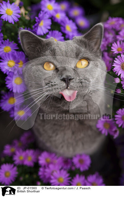 Britisch Kurzhaar / British Shorthair / JP-01560