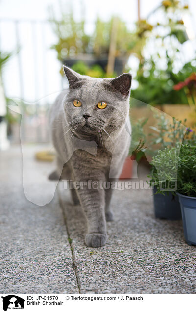 British Shorthair / JP-01570