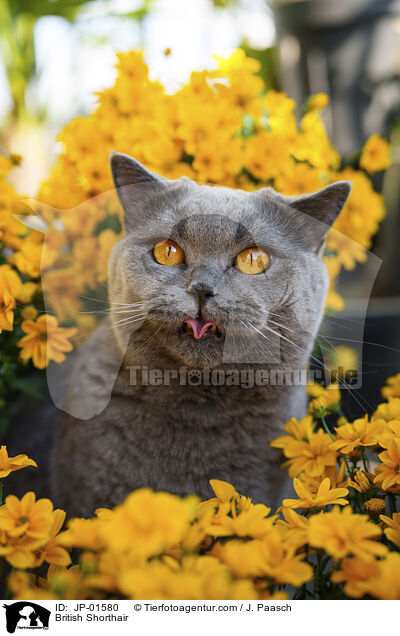 Britisch Kurzhaar / British Shorthair / JP-01580