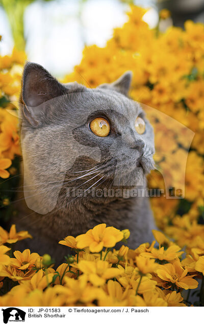 British Shorthair / JP-01583