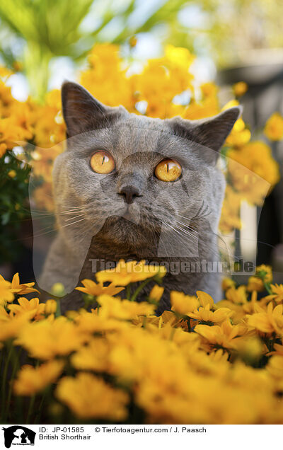 British Shorthair / JP-01585