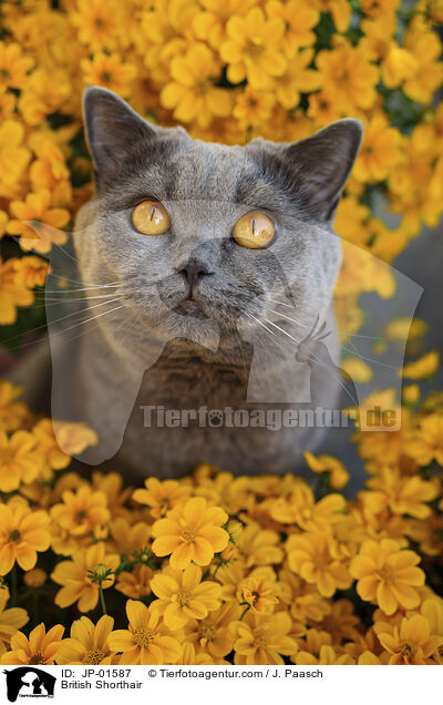 Britisch Kurzhaar / British Shorthair / JP-01587