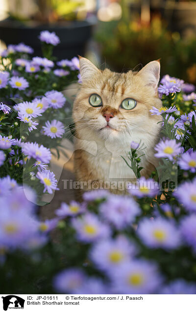 Britisch Kurzhaar Kater / British Shorthair tomcat / JP-01611