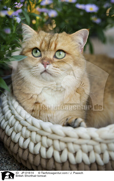 Britisch Kurzhaar Kater / British Shorthair tomcat / JP-01614