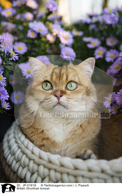 Britisch Kurzhaar Kater / British Shorthair tomcat / JP-01616