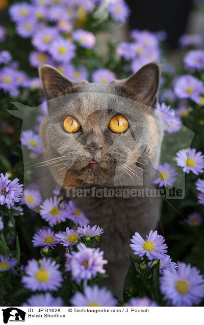 Britisch Kurzhaar / British Shorthair / JP-01628