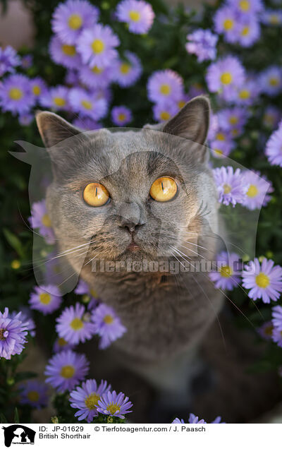 Britisch Kurzhaar / British Shorthair / JP-01629