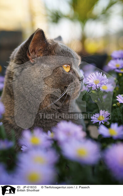 Britisch Kurzhaar / British Shorthair / JP-01633