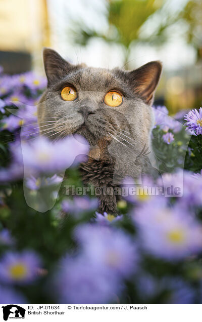 Britisch Kurzhaar / British Shorthair / JP-01634