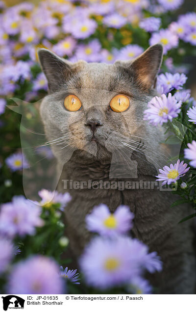 Britisch Kurzhaar / British Shorthair / JP-01635