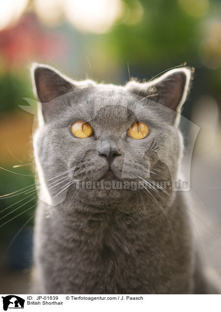 British Shorthair / JP-01639