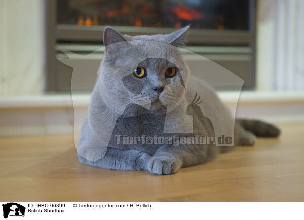 Britisch Kurzhaar / British Shorthair / HBO-06899