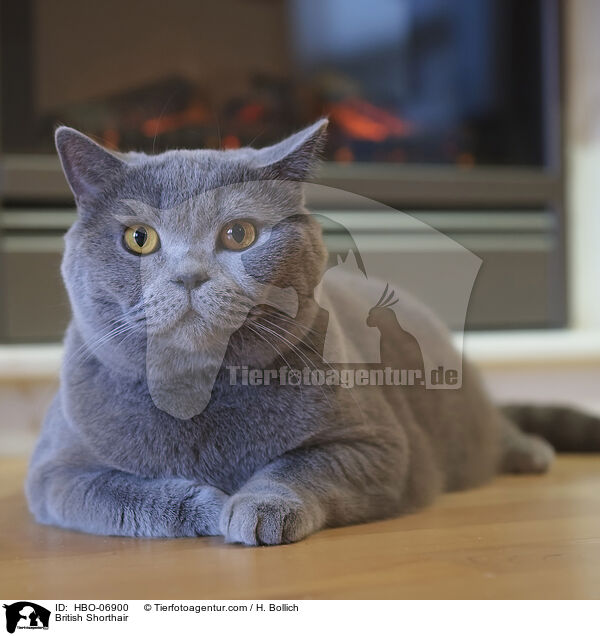 Britisch Kurzhaar / British Shorthair / HBO-06900