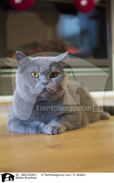 Britisch Kurzhaar / British Shorthair / HBO-06901