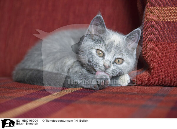 Britisch Kurzhaar / British Shorthair / HBO-06904