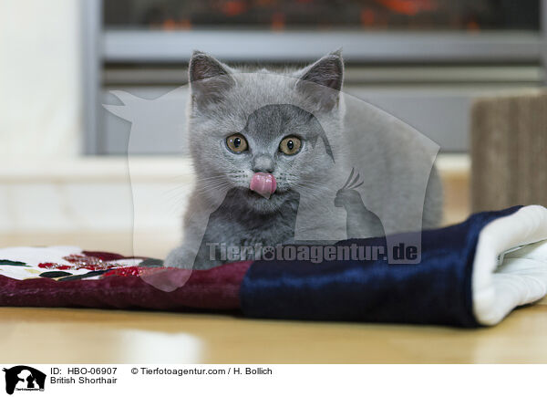 Britisch Kurzhaar / British Shorthair / HBO-06907