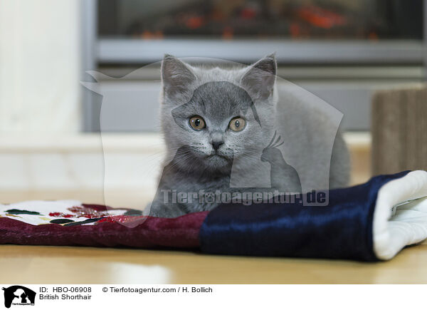 Britisch Kurzhaar / British Shorthair / HBO-06908