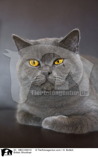 Britisch Kurzhaar / British Shorthair / HBO-06910