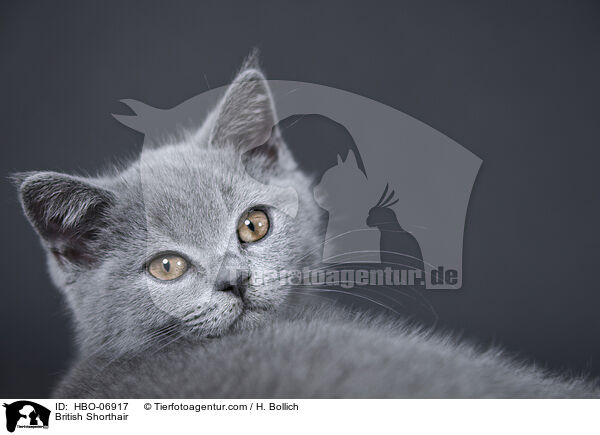 Britisch Kurzhaar / British Shorthair / HBO-06917