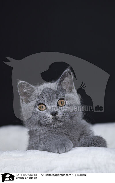 Britisch Kurzhaar / British Shorthair / HBO-06918