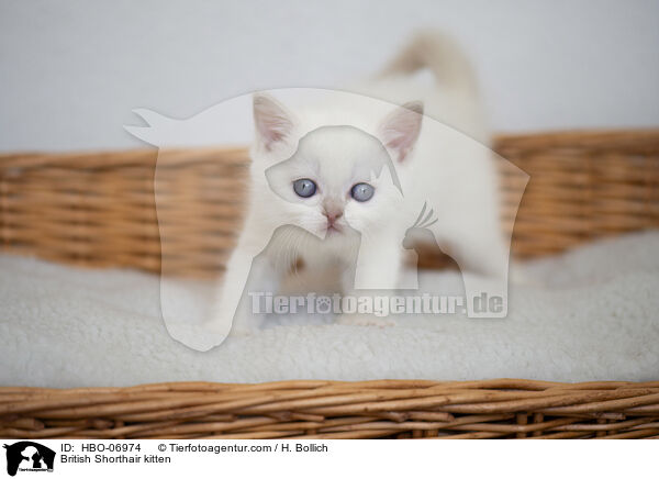 British Shorthair kitten / HBO-06974