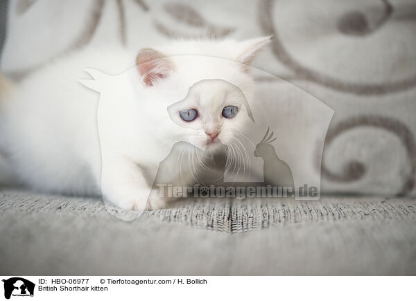 Britisch Kurzhaar Ktzchen / British Shorthair kitten / HBO-06977