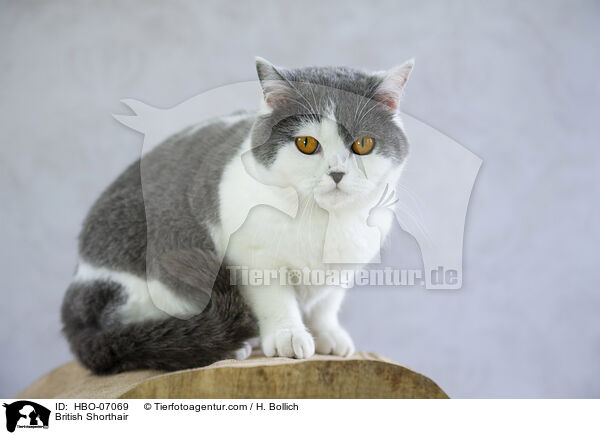 Britisch Kurzhaar / British Shorthair / HBO-07069