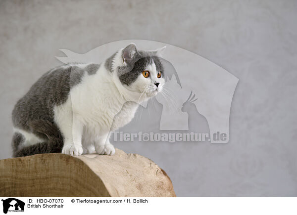 Britisch Kurzhaar / British Shorthair / HBO-07070