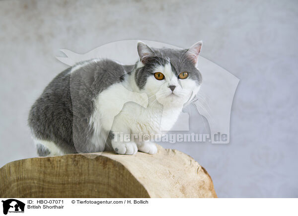 Britisch Kurzhaar / British Shorthair / HBO-07071