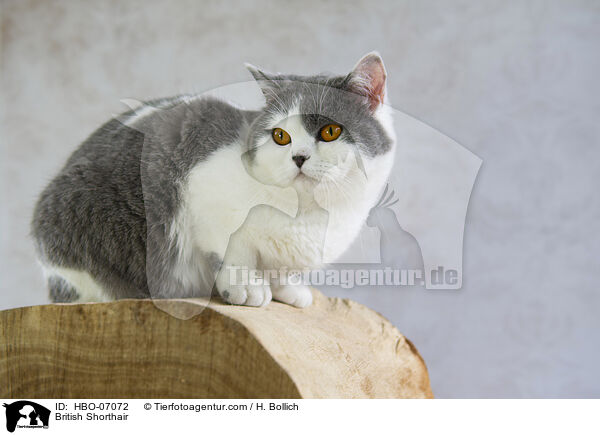 Britisch Kurzhaar / British Shorthair / HBO-07072