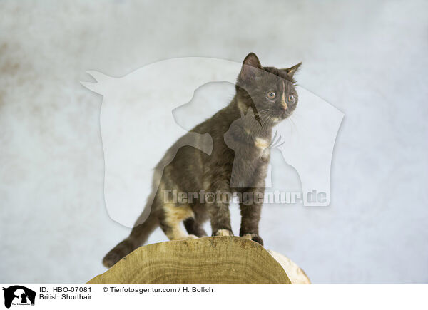 Britisch Kurzhaar / British Shorthair / HBO-07081