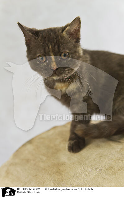 Britisch Kurzhaar / British Shorthair / HBO-07082