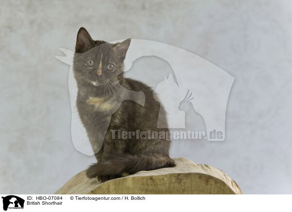 Britisch Kurzhaar / British Shorthair / HBO-07084