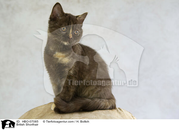 Britisch Kurzhaar / British Shorthair / HBO-07085