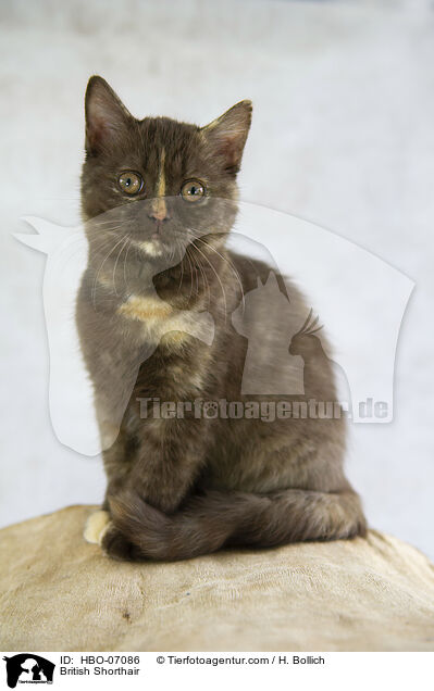 Britisch Kurzhaar / British Shorthair / HBO-07086