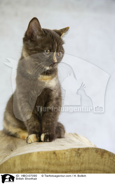 Britisch Kurzhaar / British Shorthair / HBO-07090