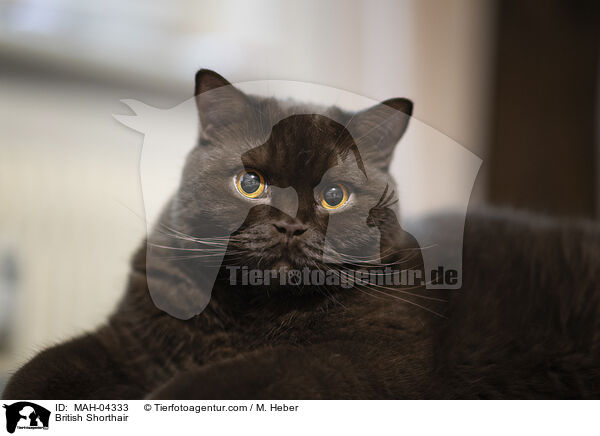 Britisch Kurzhaar / British Shorthair / MAH-04333