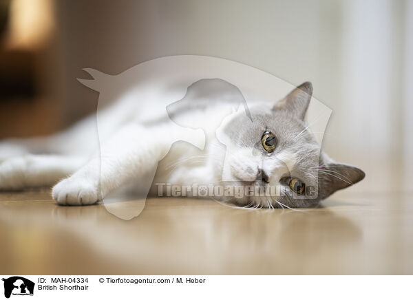 Britisch Kurzhaar / British Shorthair / MAH-04334