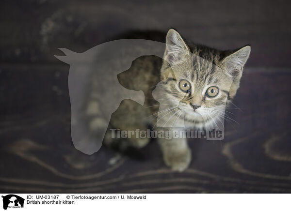 Britisch Kurzhaar Ktzchen / British shorthair kitten / UM-03187