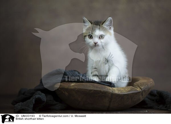 Britisch Kurzhaar Ktzchen / British shorthair kitten / UM-03193